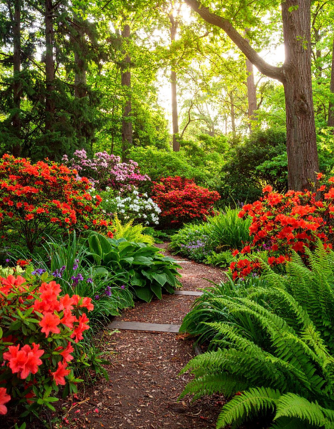 Azalea Shade Garden with Hostas and Ferns - 25 Azalea Garden Ideas