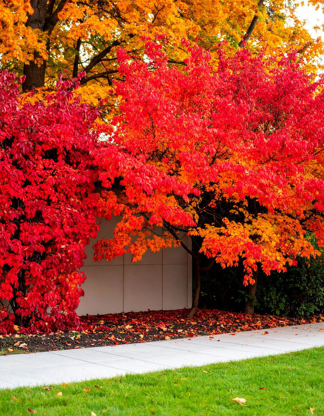 Burning Bush for Colorful Fall Privacy - 25 Shrubs for Privacy