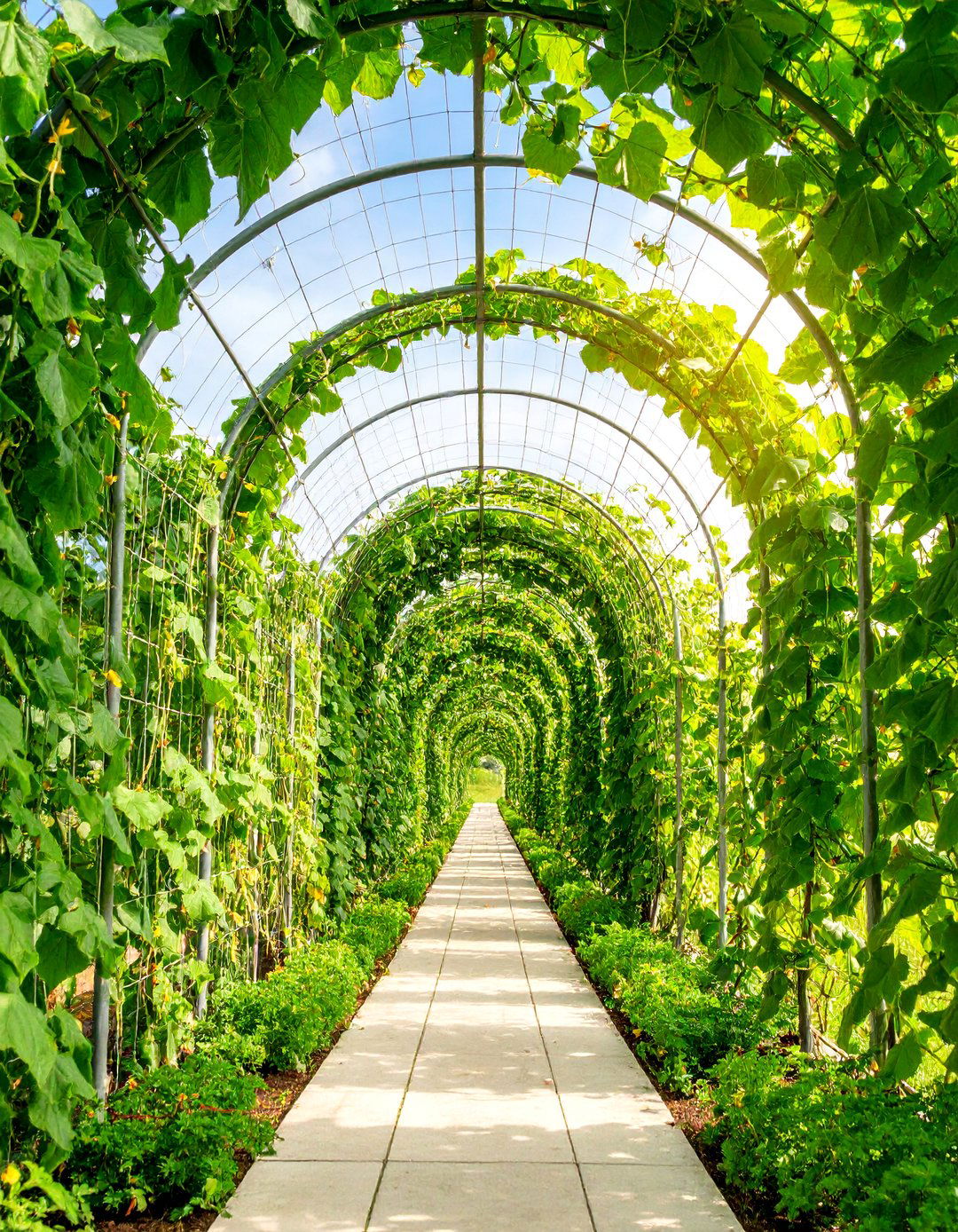 Cattle Panel Arch for Large Vegetable Gardens - 25 Garden Trellis Ideas