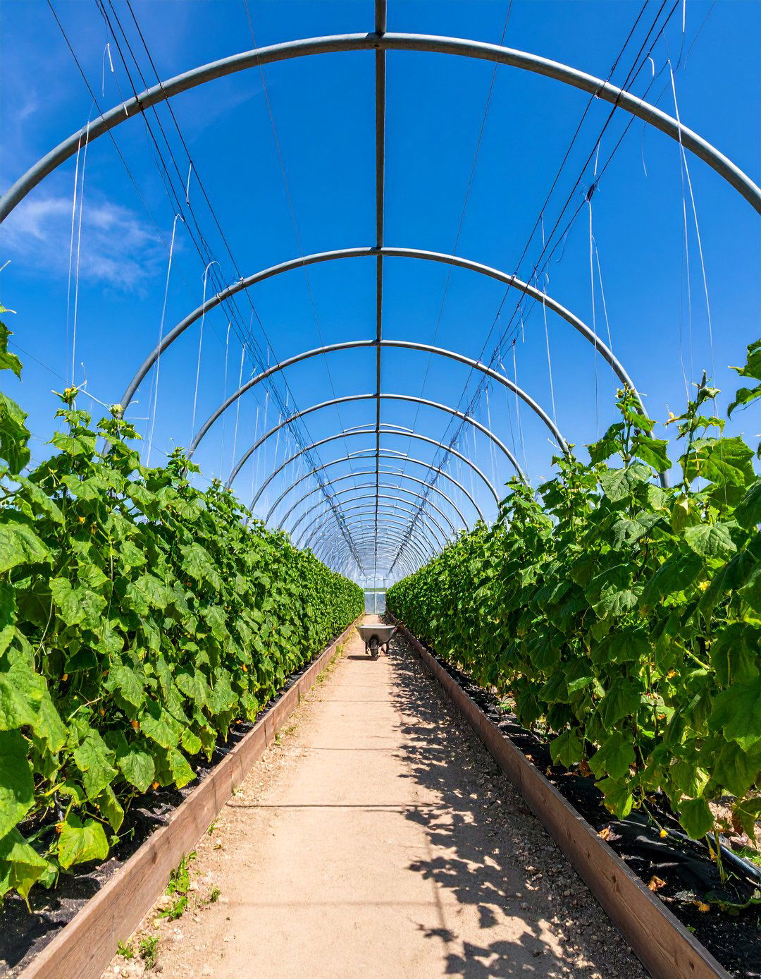 Cattle Panel Cucumber Trellis Archway - 25 Cucumber Trellis Ideas