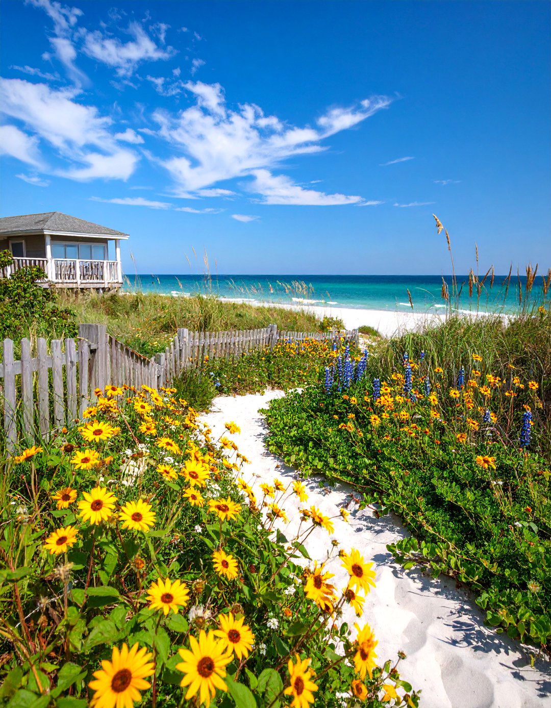 Coastal Dune Landscape with Salt Tolerant Plants - 25 South Florida Landscaping Ideas