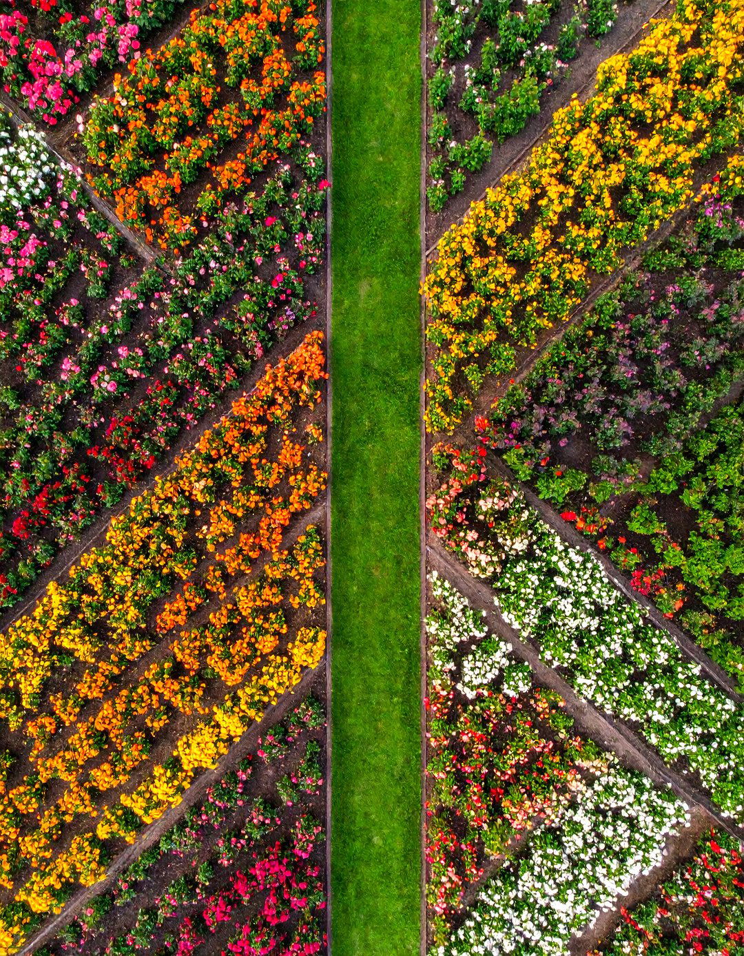 Color Block Rainbow Rose Garden - 25 Rose Garden Ideas