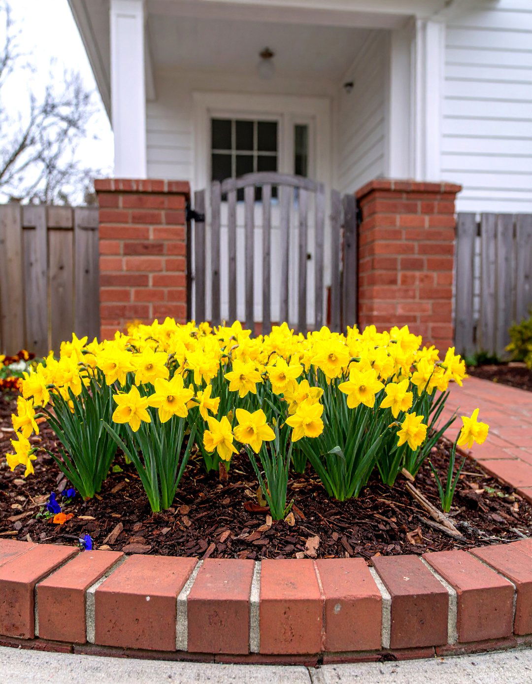 Cottage Style Daffodil Front Border - 25 Daffodil Garden Ideas
