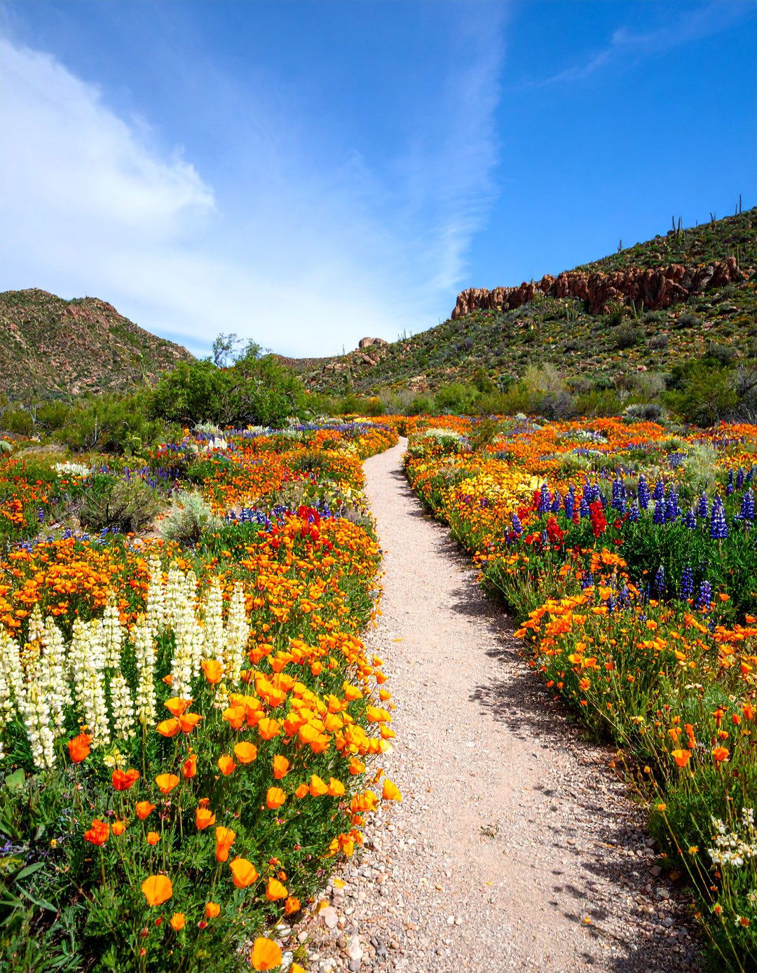 Desert Wildflower Meadow - 25 Desert Landscape Ideas