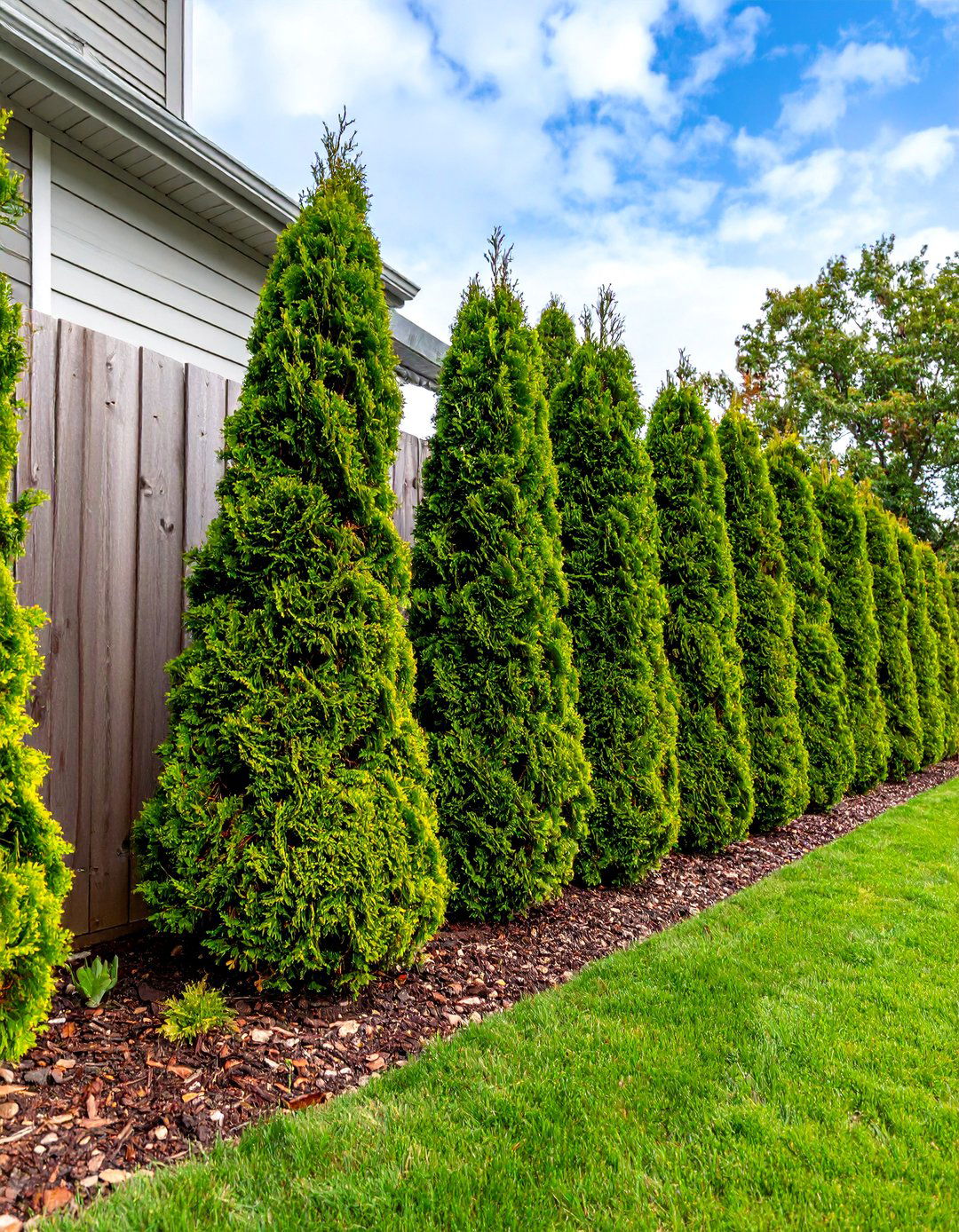 Emerald Green Arborvitae for Dense Year Round Screening - 25 Shrubs for Privacy