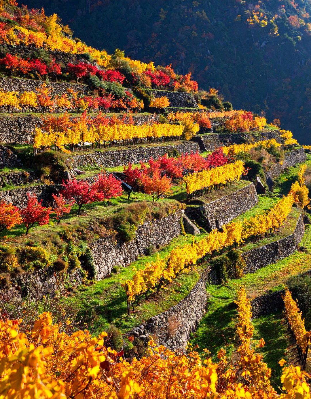Fruit Tree Orchard Terraces - 25 Sloped Garden Ideas