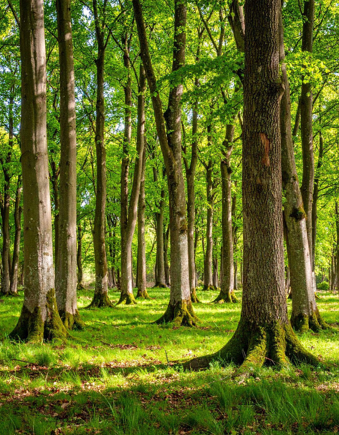 Grove Cluster Naturalistic Plantings - 25 Tree Landscaping Ideas
