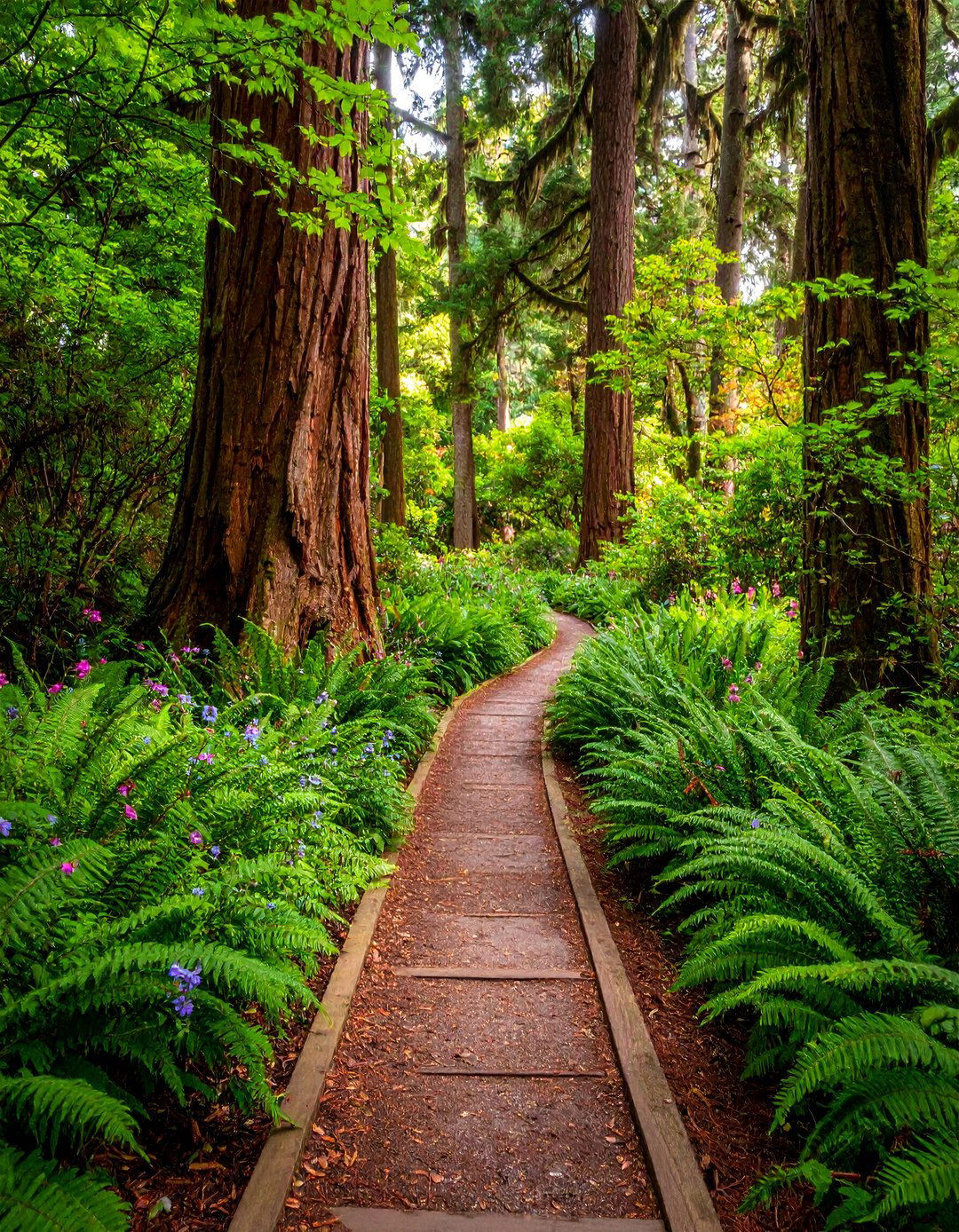 Hemlock Bark Pathway with Fern Garden Integration - 25 Mulch Pathway Ideas