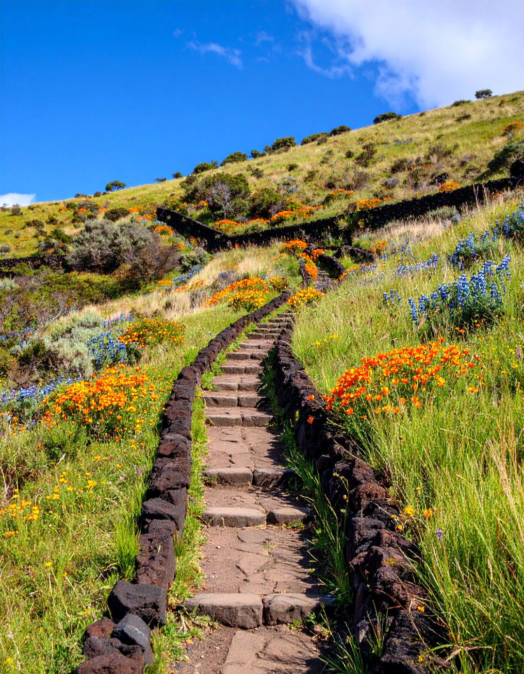Hillside Erosion Control with Red Lava Terracing - 25 Red Lava Rock Landscaping Ideas