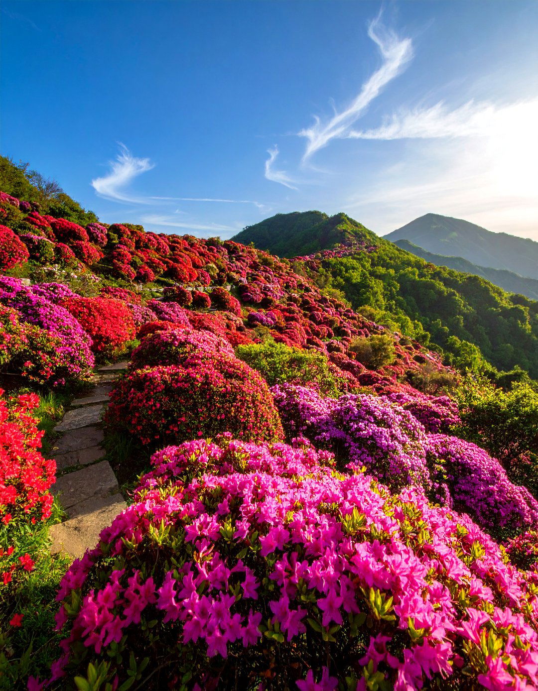 Hillside Mass Azalea Planting for Erosion Control - 25 Azalea Garden Ideas