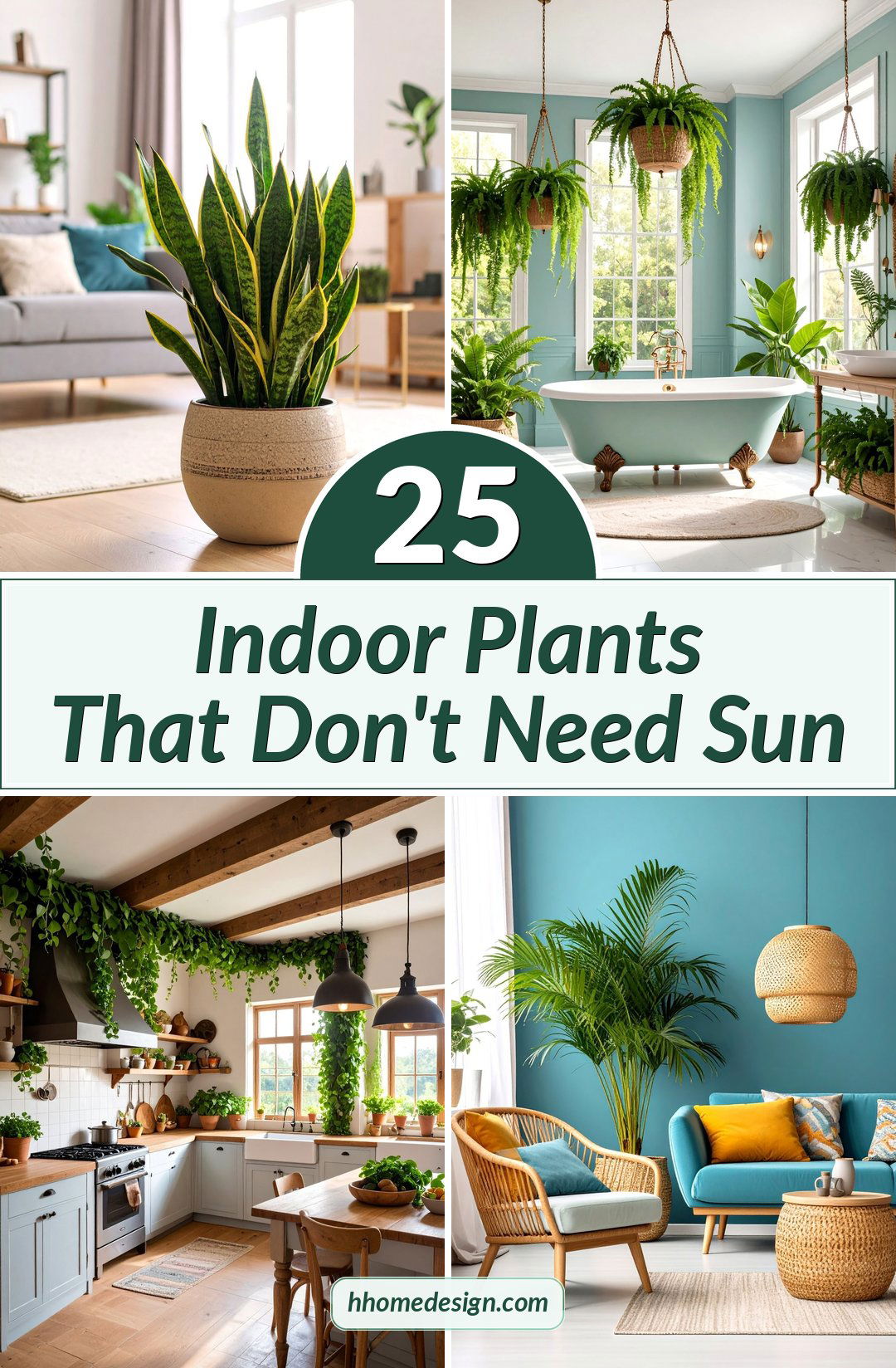 25 Indoor Plants That Don't Need Sun