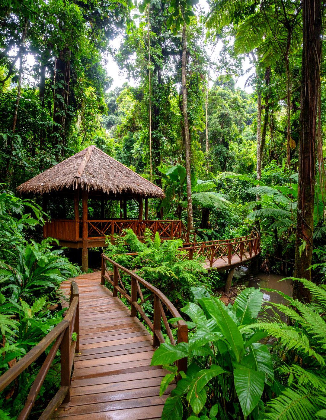 Malaysian Rainforest Garden with Canopy Trees - 25 Asian Landscaping Ideas