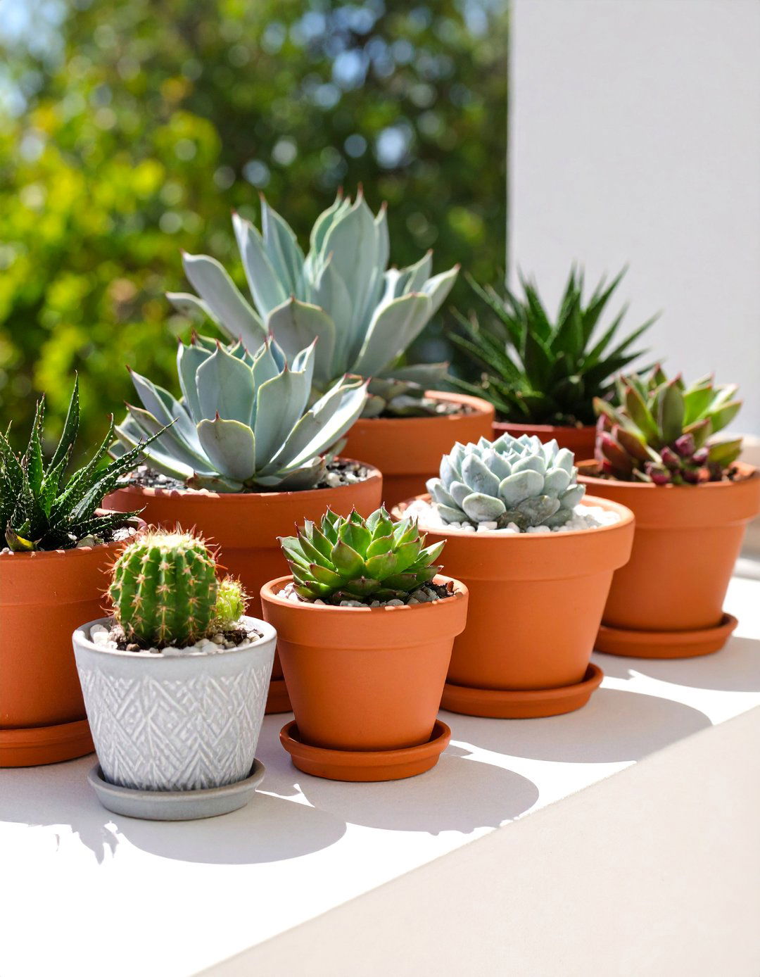 Mediterranean Succulent Container Collection - 25 Balcony Garden Ideas