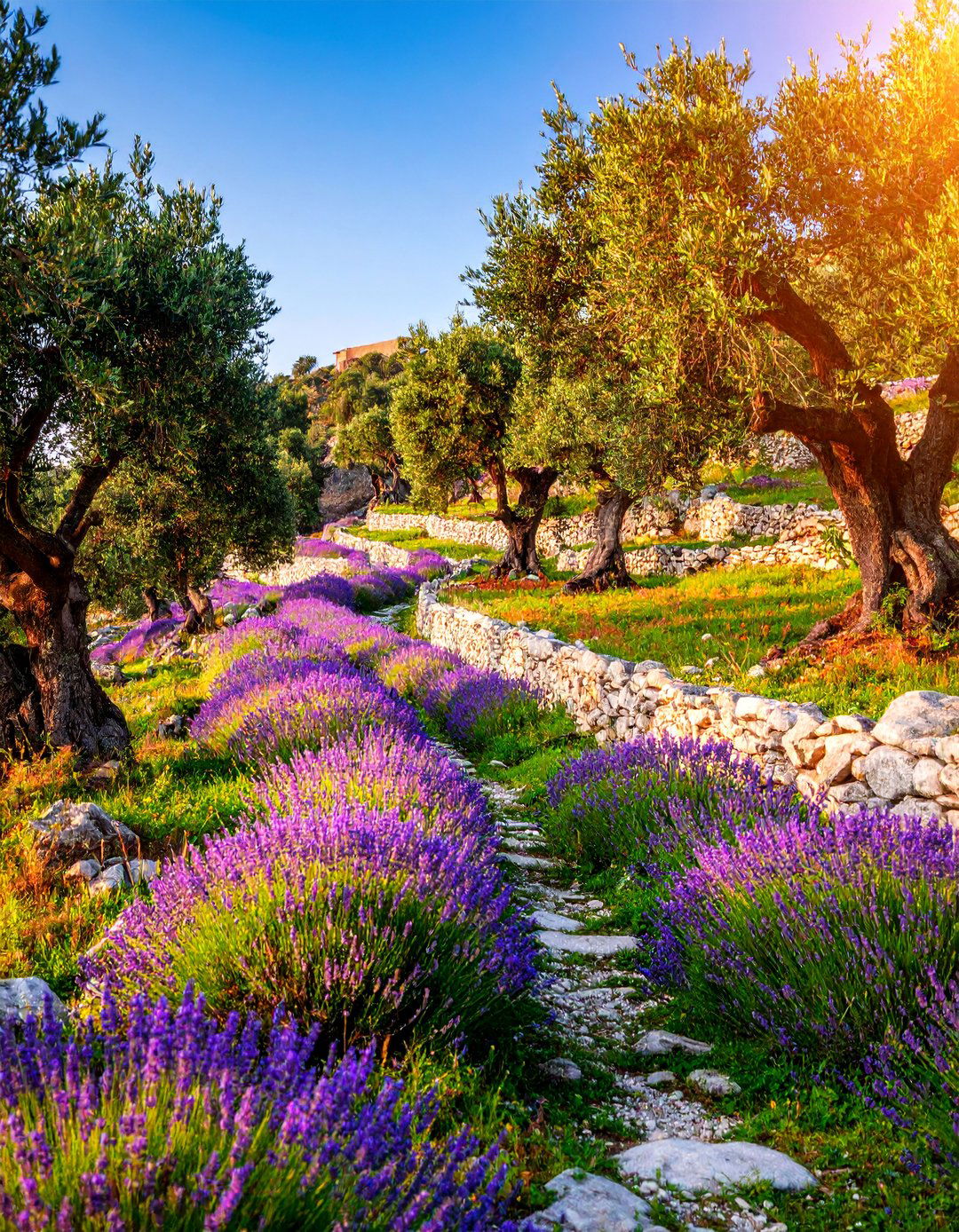 Mediterranean Terraced Olive Grove with Gravel Gardens - 25 Terraced Garden Ideas