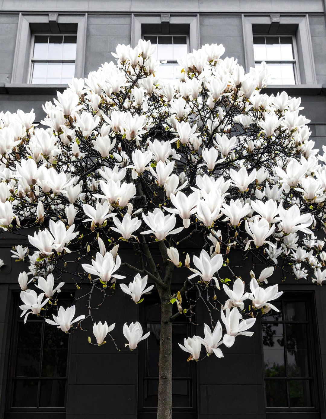 Monochrome Magnolia Cascade - 25 Flower Murals on Buildings