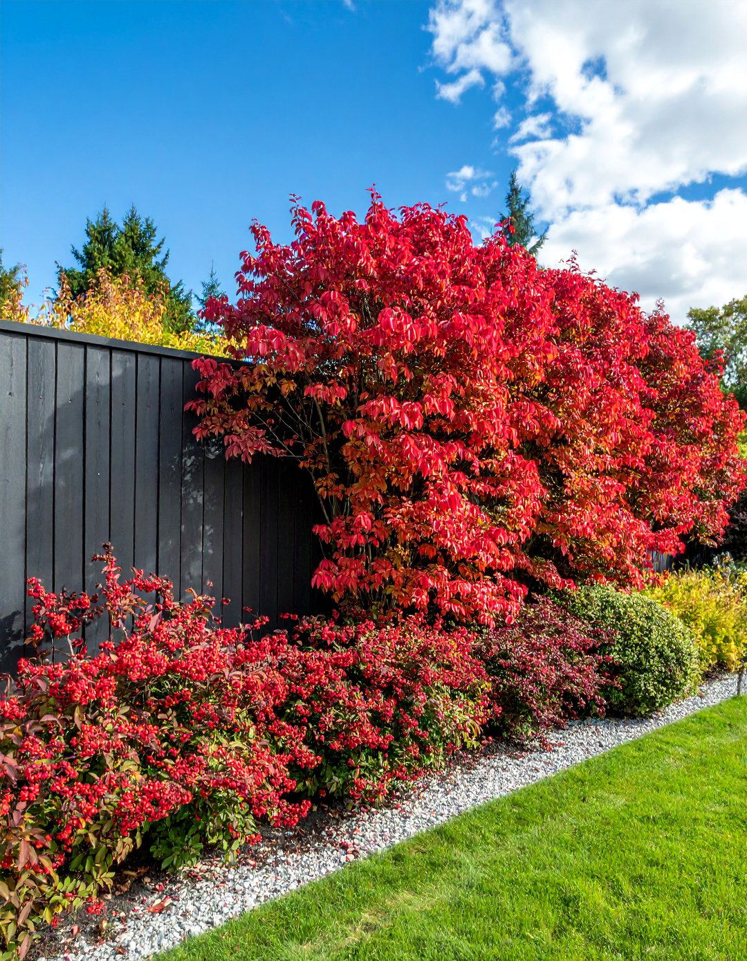 Nandina for Bamboo Like Privacy Texture - 25 Shrubs for Privacy