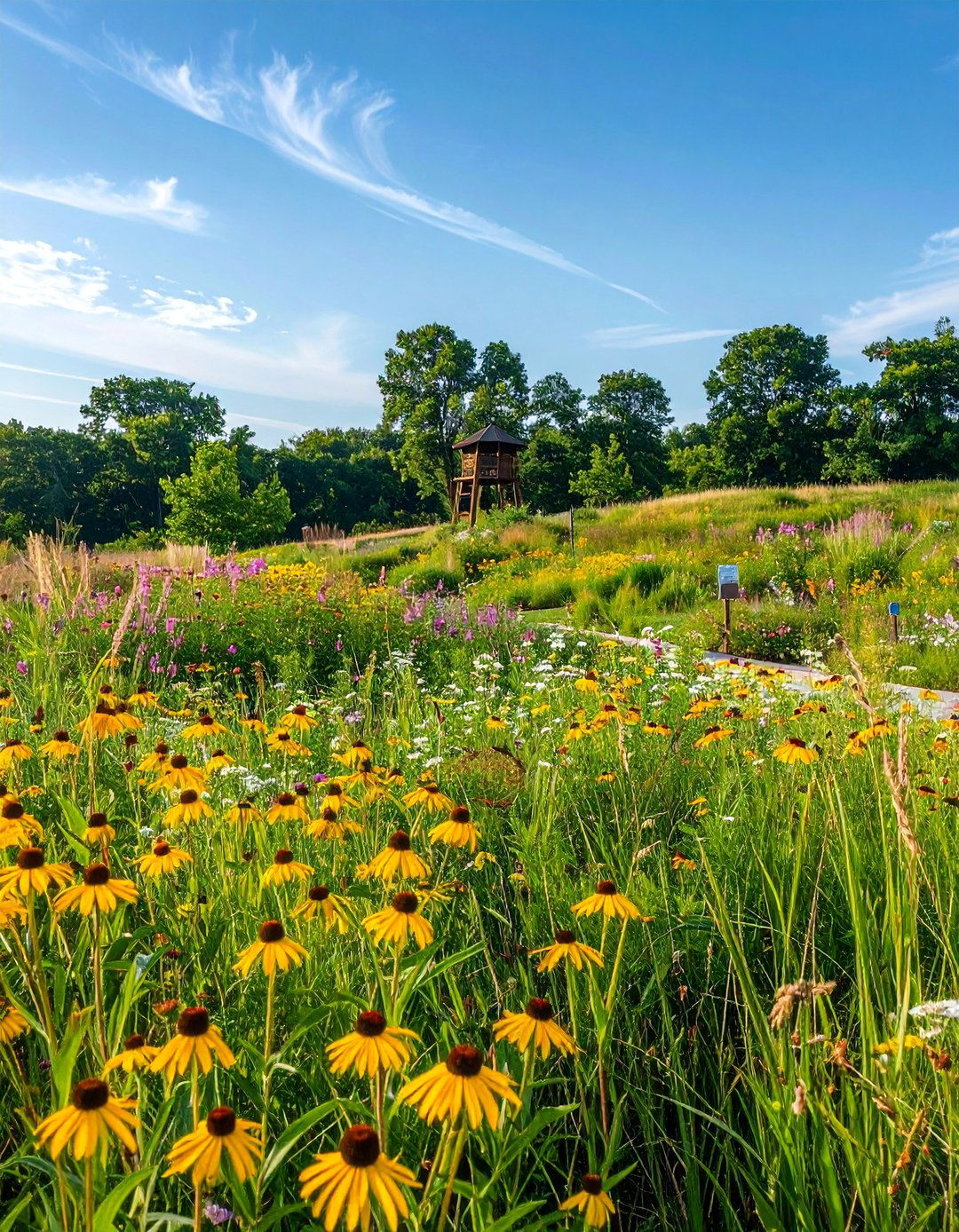 Native Plant Meadow School Garden - 25 School Garden Ideas