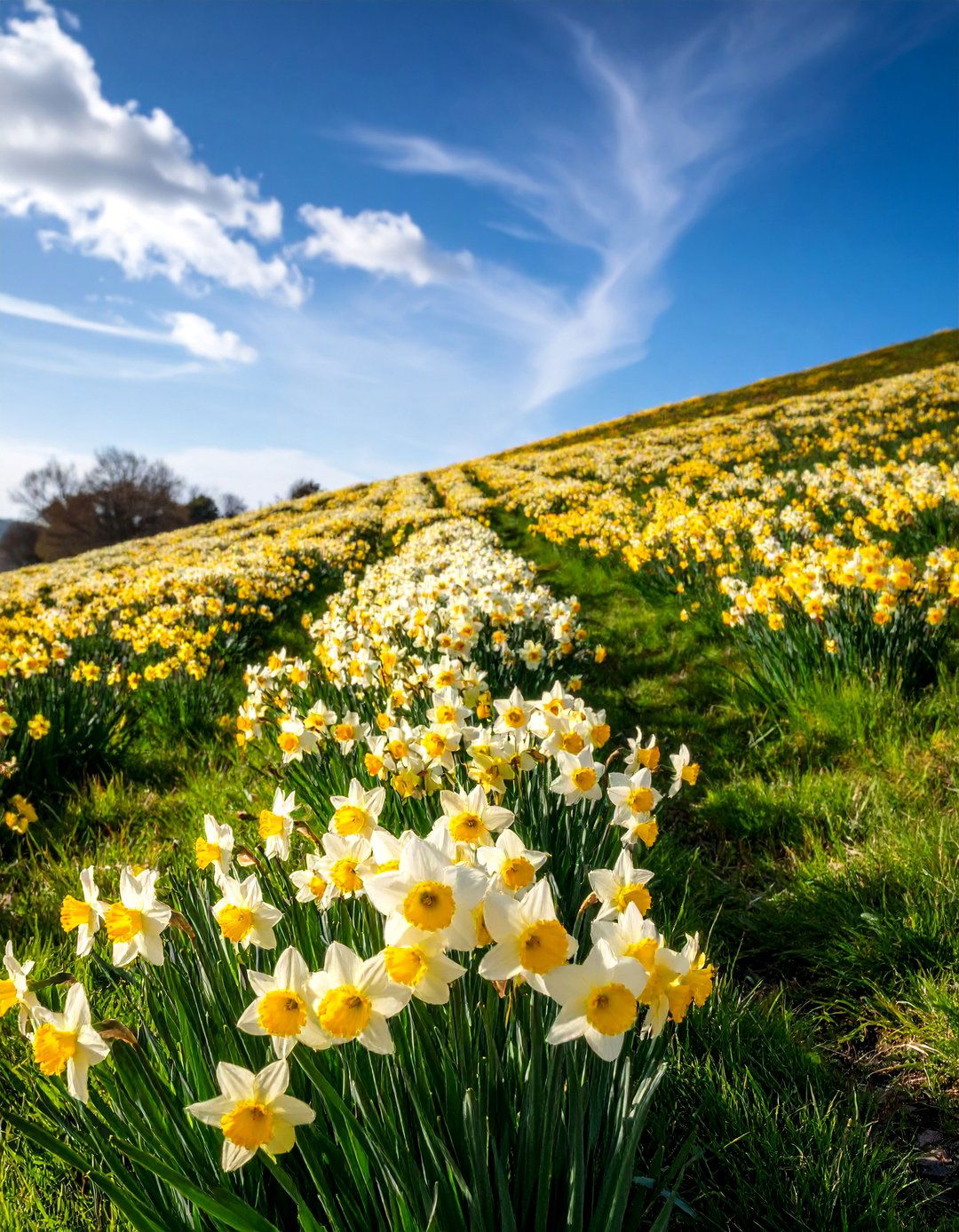 Naturalized Daffodil Meadow Tapestry - 25 Daffodil Garden Ideas