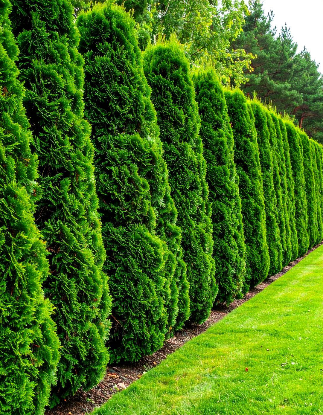 Pine Tree Privacy Hedge System - 25 Pine Tree Landscape Ideas