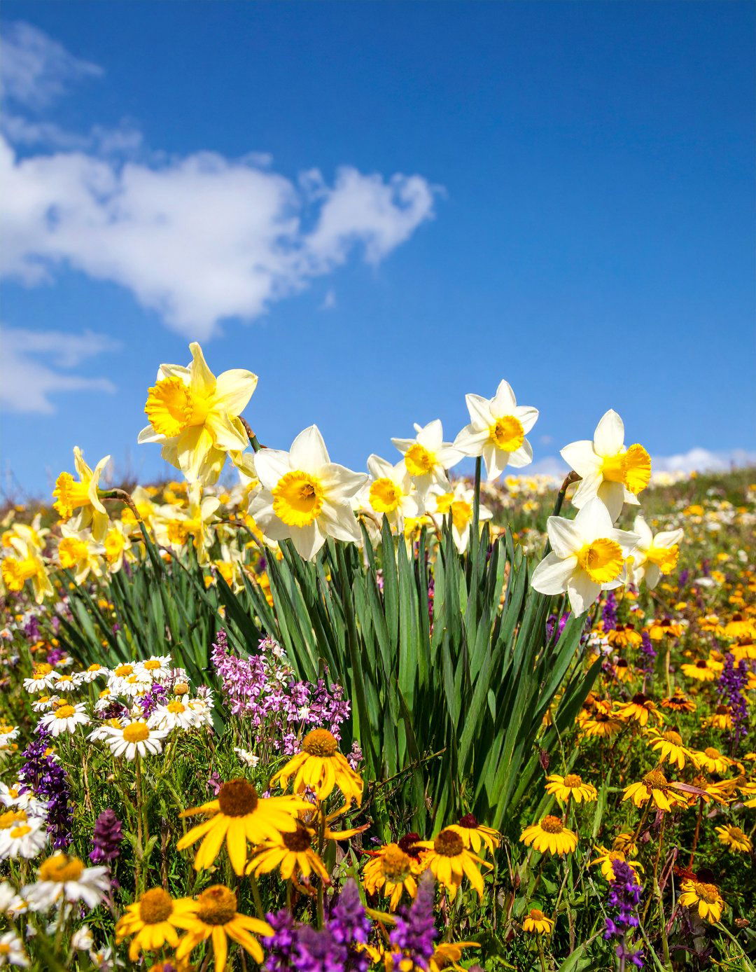 Pollinator Friendly Daffodil Perennial Matrix - 25 Daffodil Garden Ideas