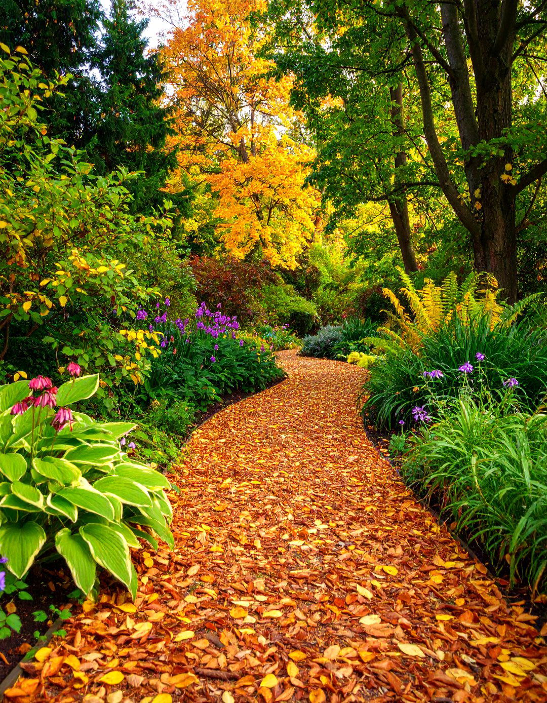 Shredded Leaf Mulch Pathway with Plant Border Integration - 25 Mulch Pathway Ideas