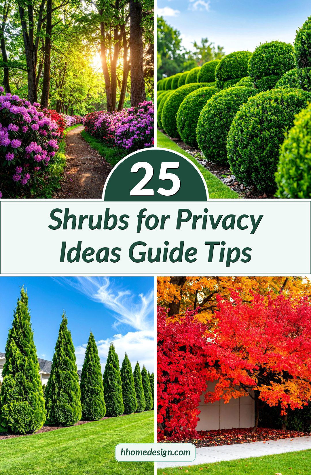 25 Shrubs for Privacy Ideas Guide Tips