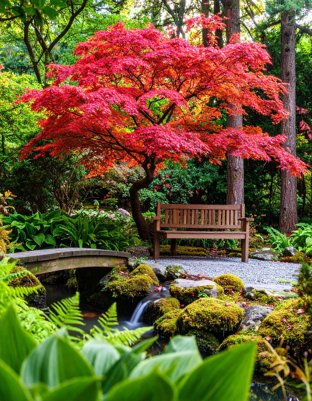 Specimen Japanese Maple Garden Focal Point - 25 Garden Focal Point Ideas