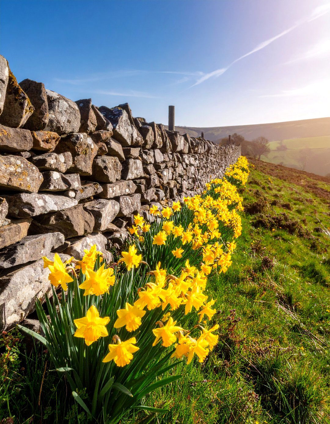 Stone Wall Daffodil Crevice Planting - 25 Daffodil Garden Ideas