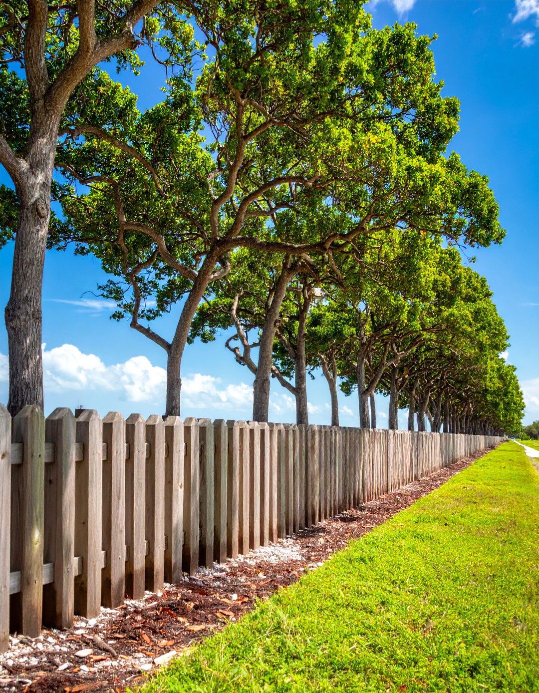 Storm Resistant Coastal Tree Barriers - 25 Tree Landscaping Ideas