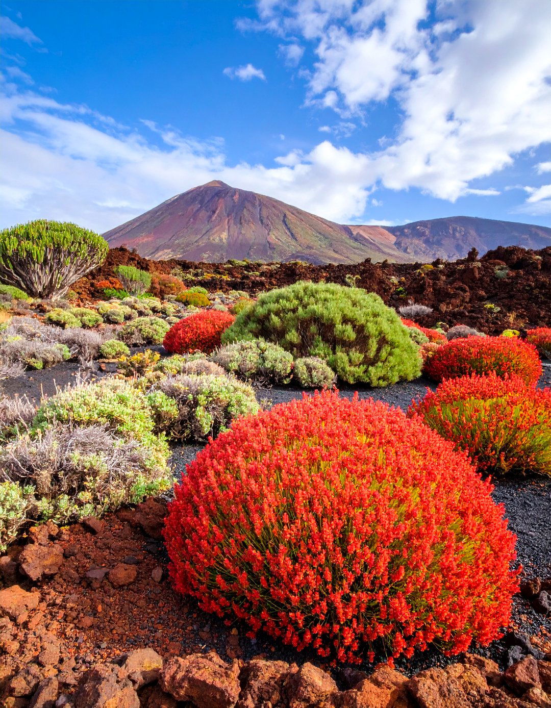 Volcanic Rock Garden with Desert Plants - 25 Rock Landscaping Ideas