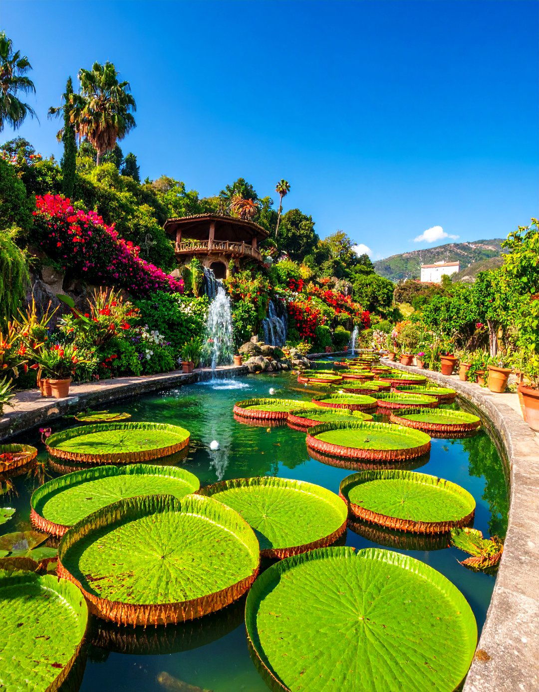 Water Lily Display Pool - 25 Small Garden Reflecting Pool Ideas