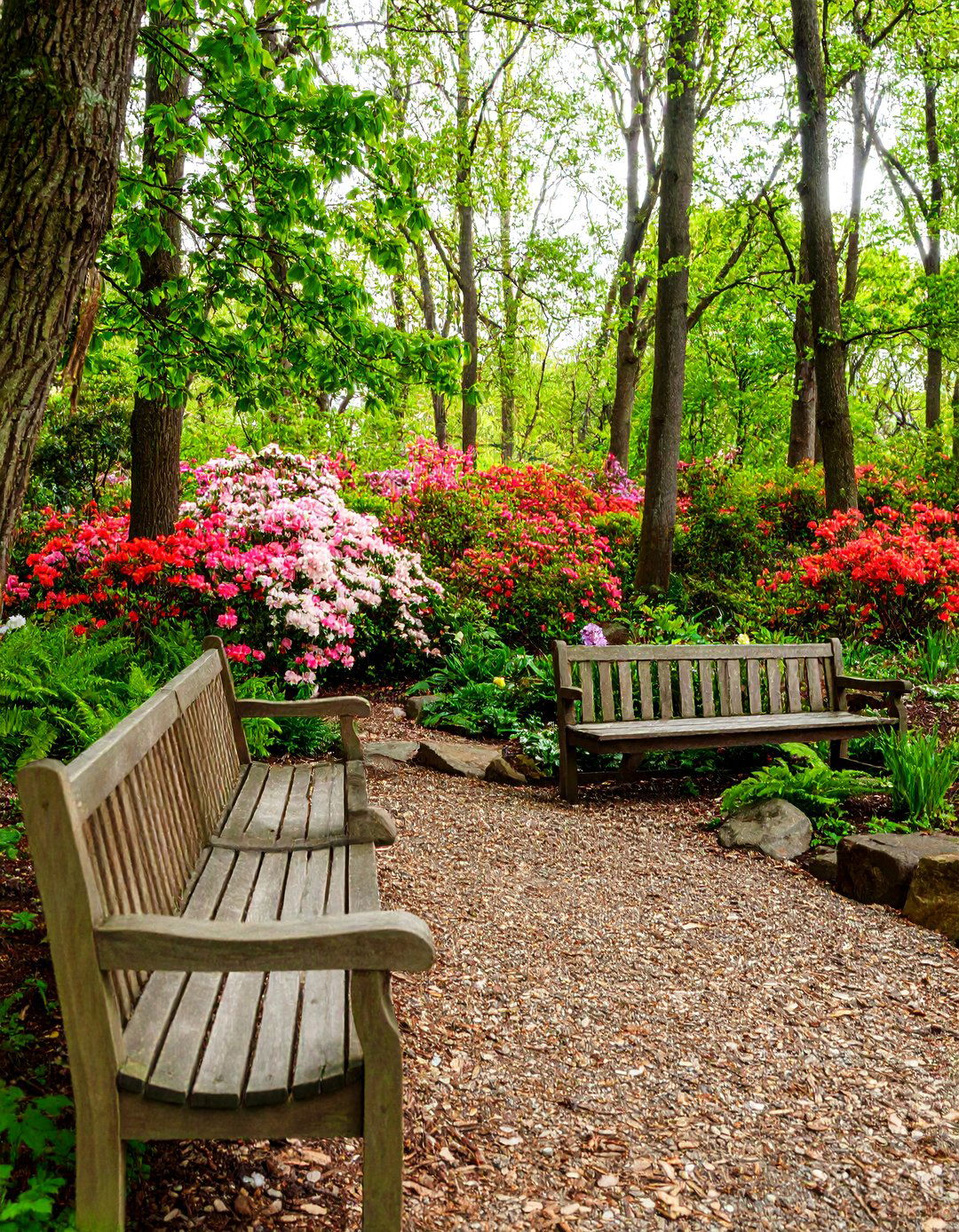 Woodland Azalea Garden with Native Companions - 25 Azalea Garden Ideas