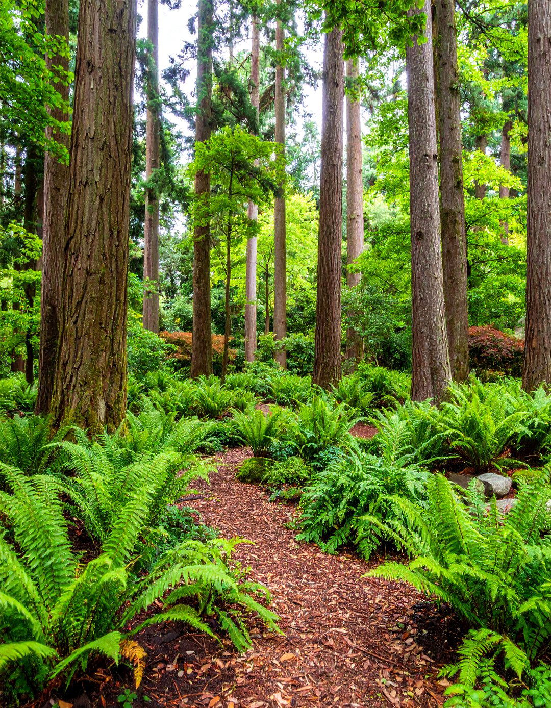 Woodland Border Garden with Fern Groves - 25 Rustic Landscaping Ideas