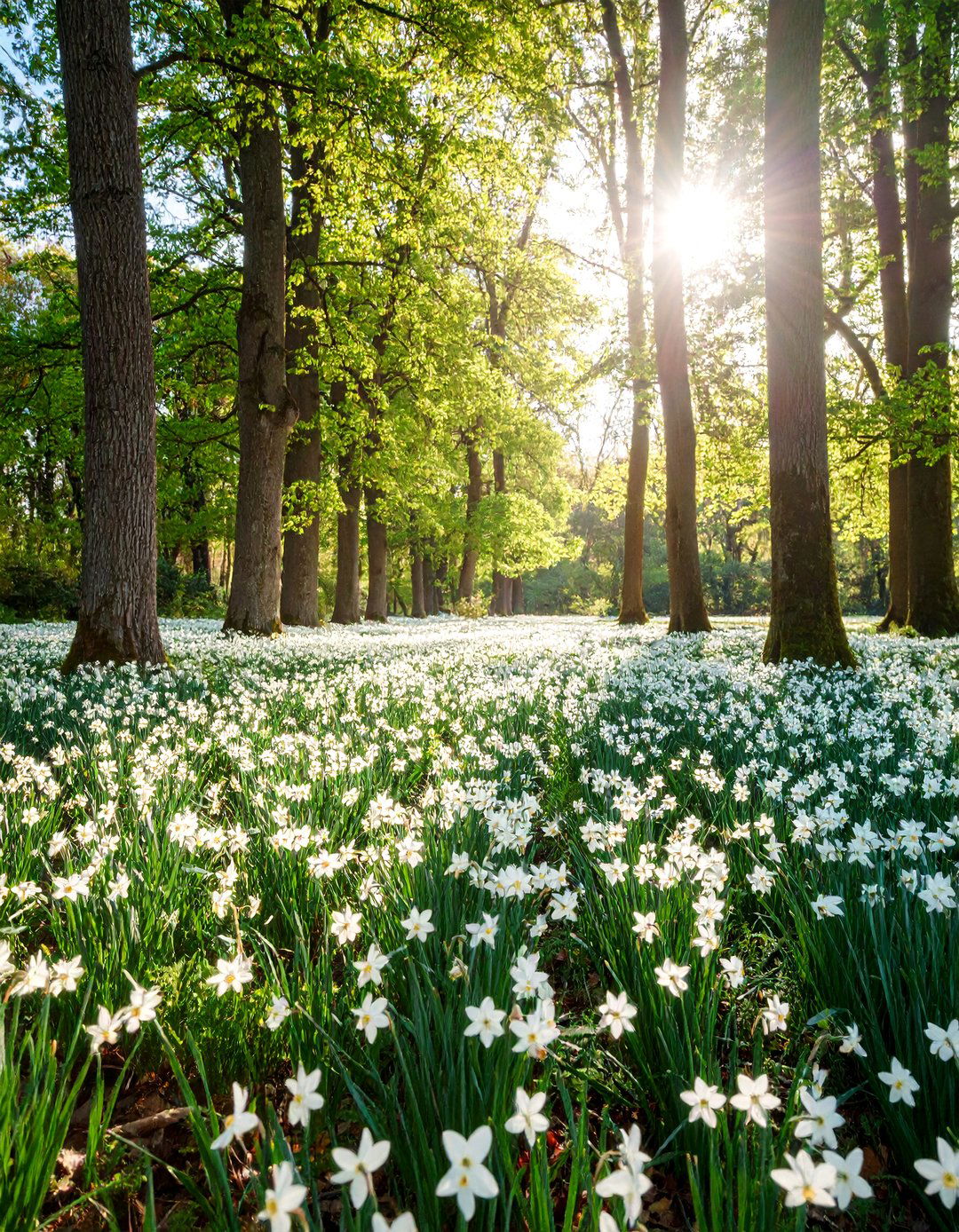 Woodland Daffodil Shade Glade - 25 Daffodil Garden Ideas